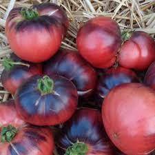 Tomate Indigo